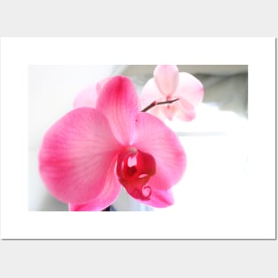 Pink orchids Posters and Art